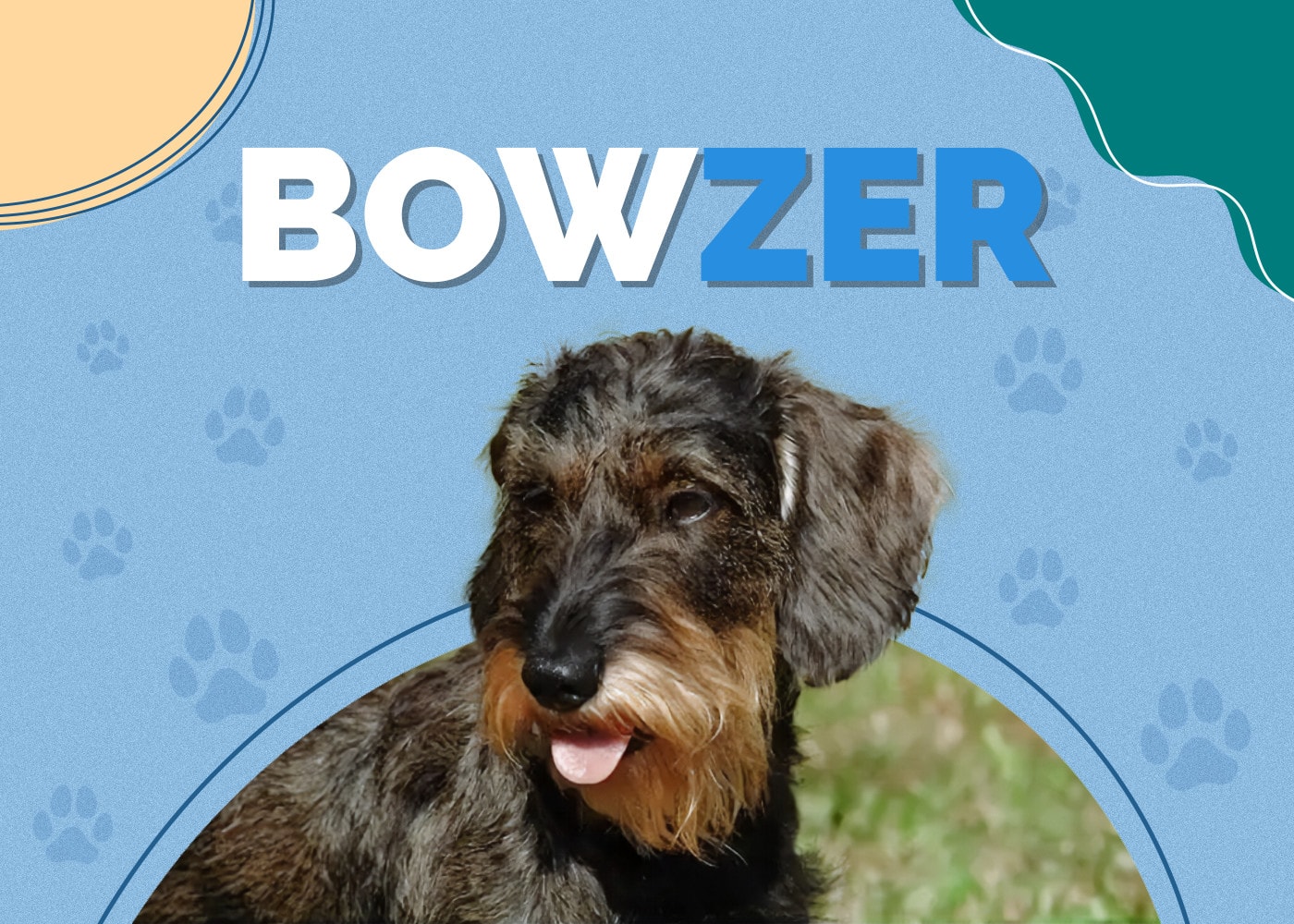 Bowzer (Basset Hound & Mini Schnauzer Mix)