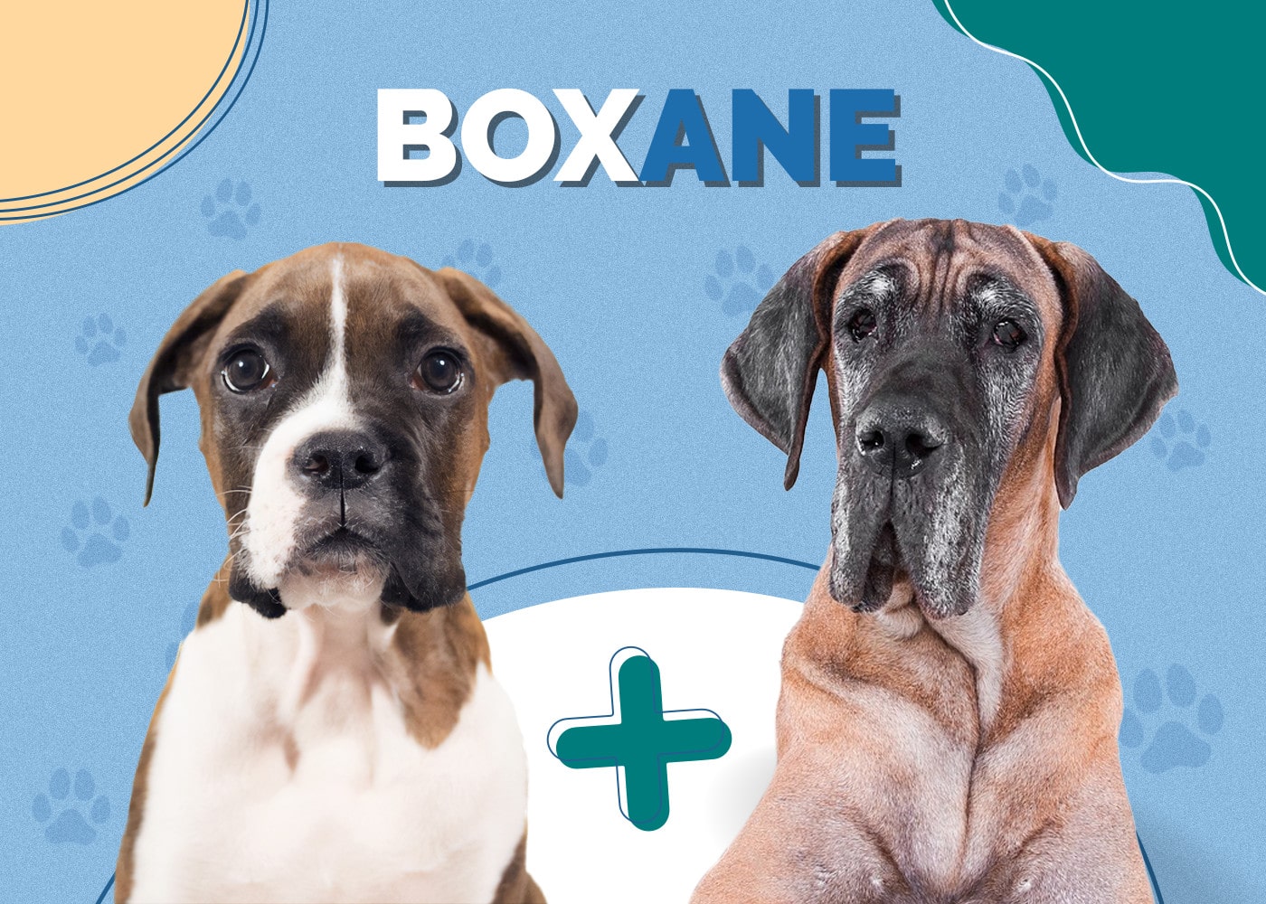 Boxane (Boxer & Great Dane Mix)