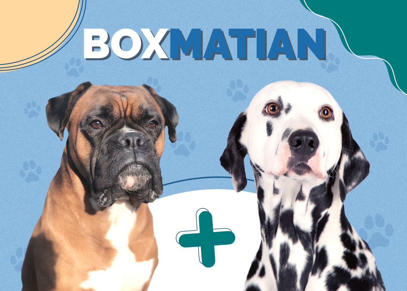 Boxmatian (Boxer & Dalmatian Mix)