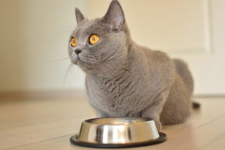 british short hair cat eating Lilia Solonari Shutterstock e1631611567848