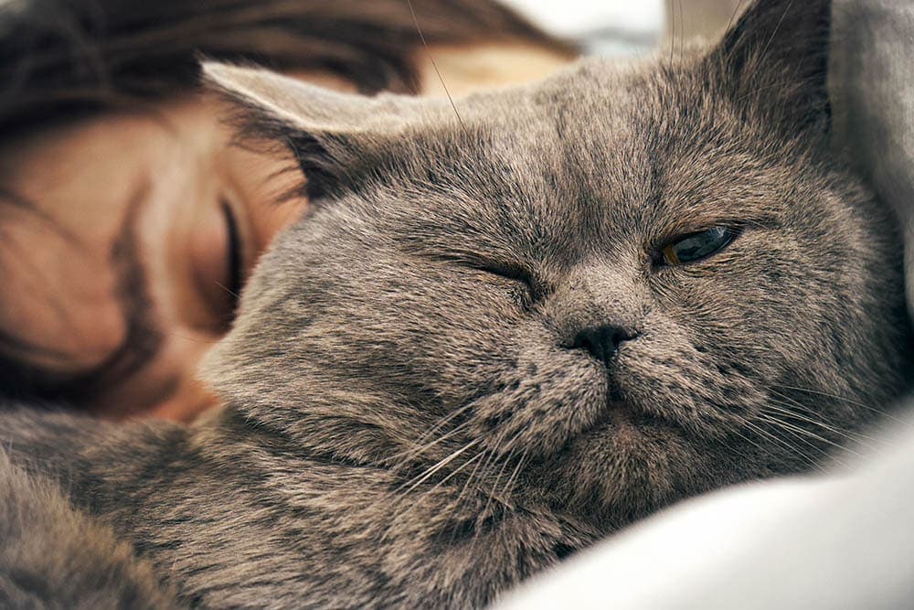 British shorthair cat sleeping near woman's head British shorthair cat sleeping near woman's head