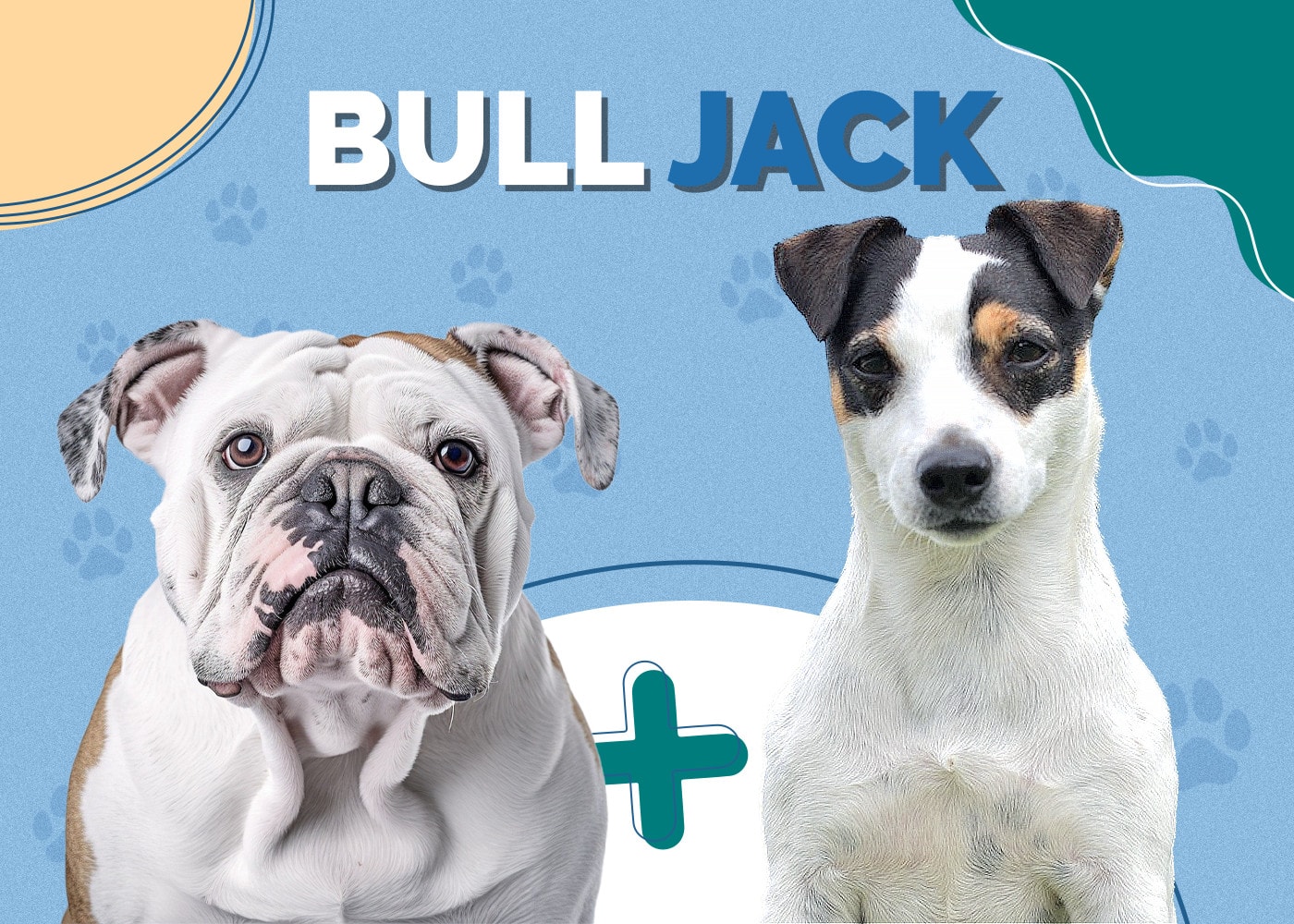 Bull Jack (English Bulldog & Jack Russell Terrier Mix)