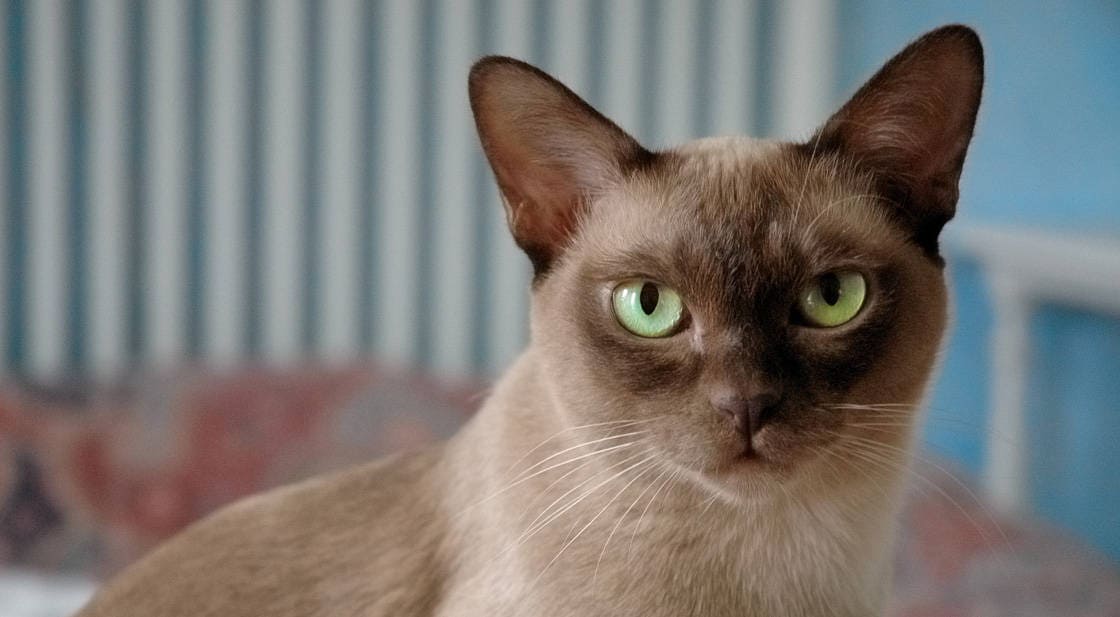 burmese hypoallergenic cat