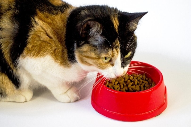 calico cat eats cat food from a red bowl