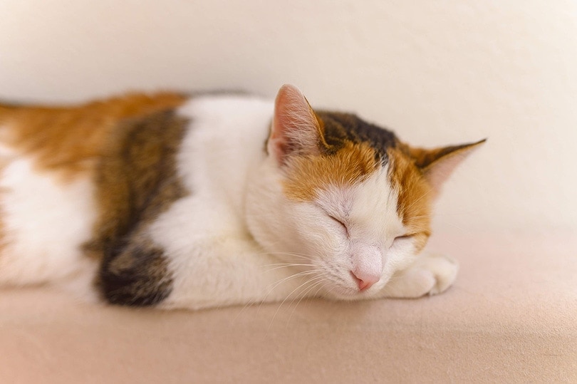 calico cat sleeping