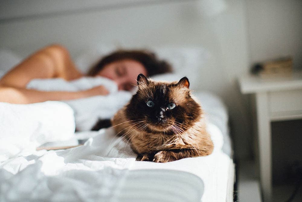 cat at the foot of the bed