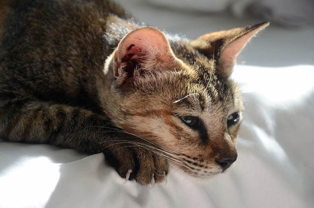 cat at the foot of the bed