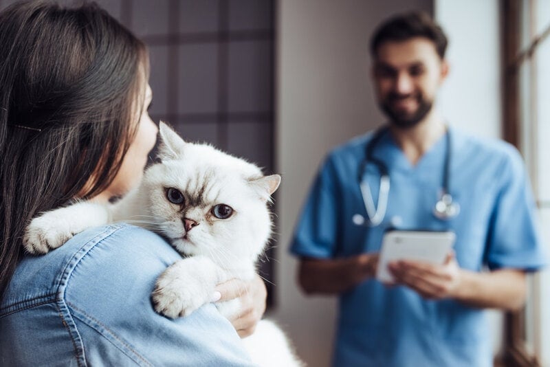 mèo tại bác sĩ thú y với chủ sở hữu và bác sĩ thú y