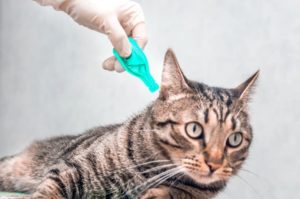 cat being treated from ticks and fleas