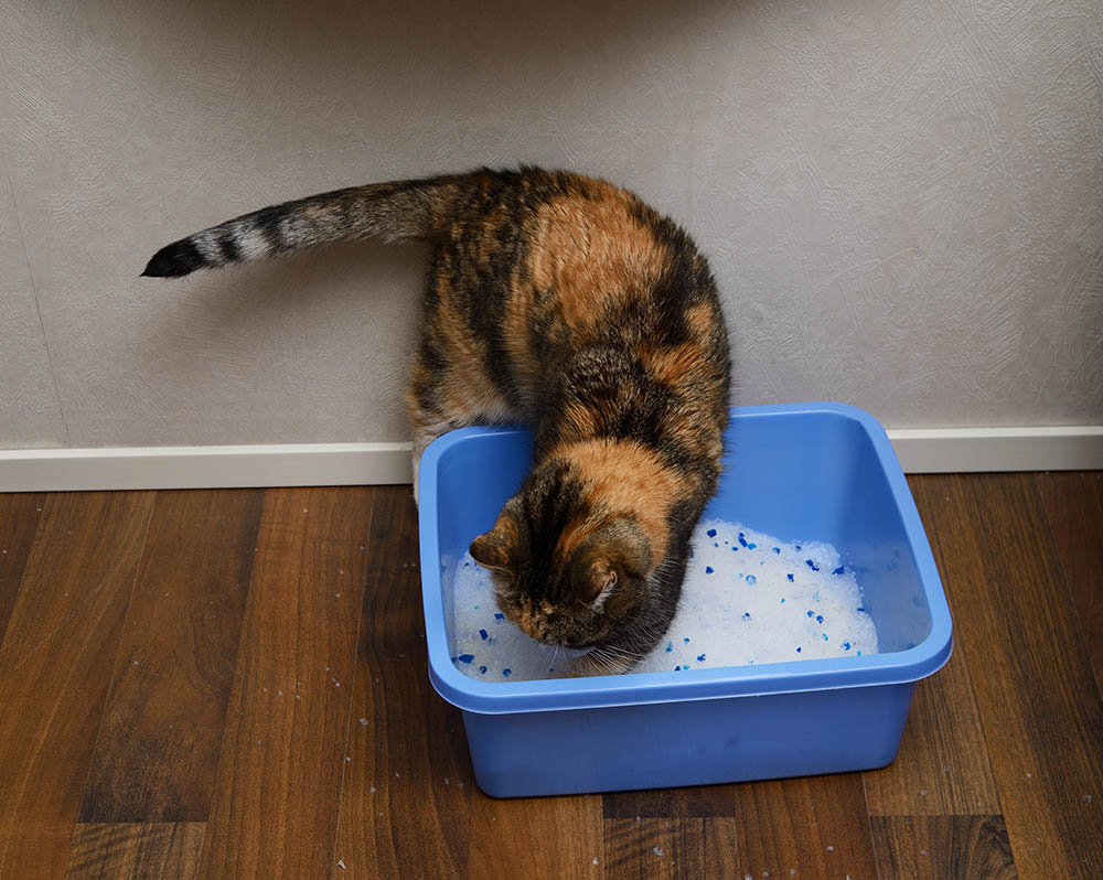cat burying poop in the litter box