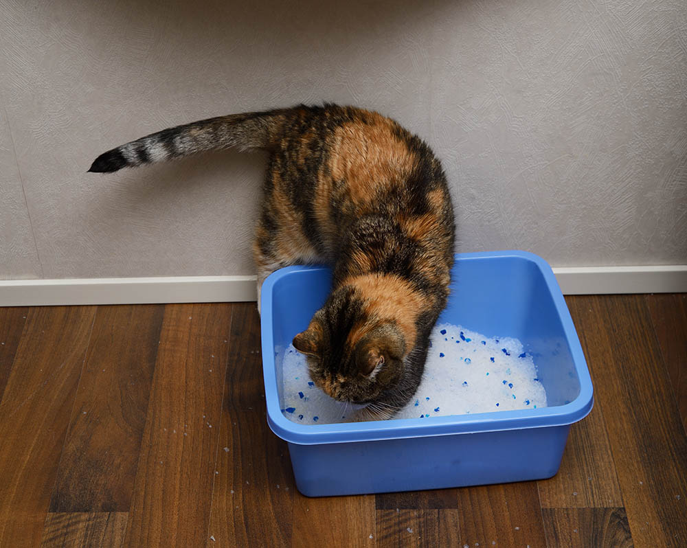 Un chat dans son bac à litière