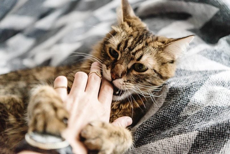 Un chat qui mord doucement les doigts de son propriétaire