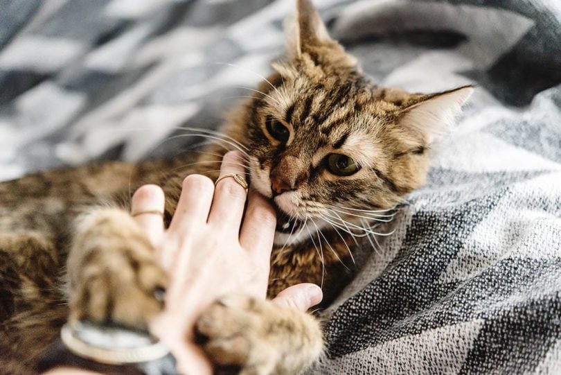 Gato mordiendo una mano que luce un reloj.