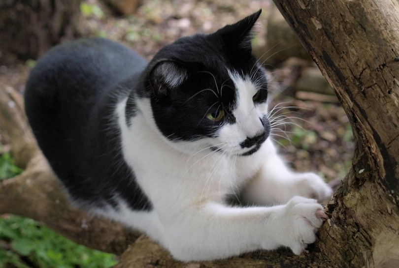 cat climbing tree