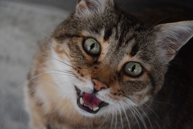 cat close up with mouth open