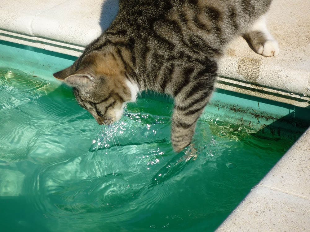 cat dipping its paw in the pool
