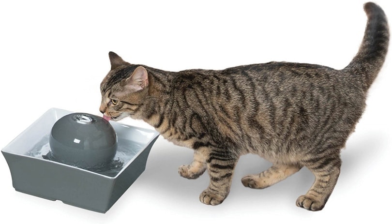 cat drinking in a water pet fountain