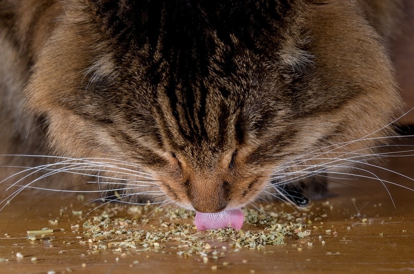 cat eating catnip