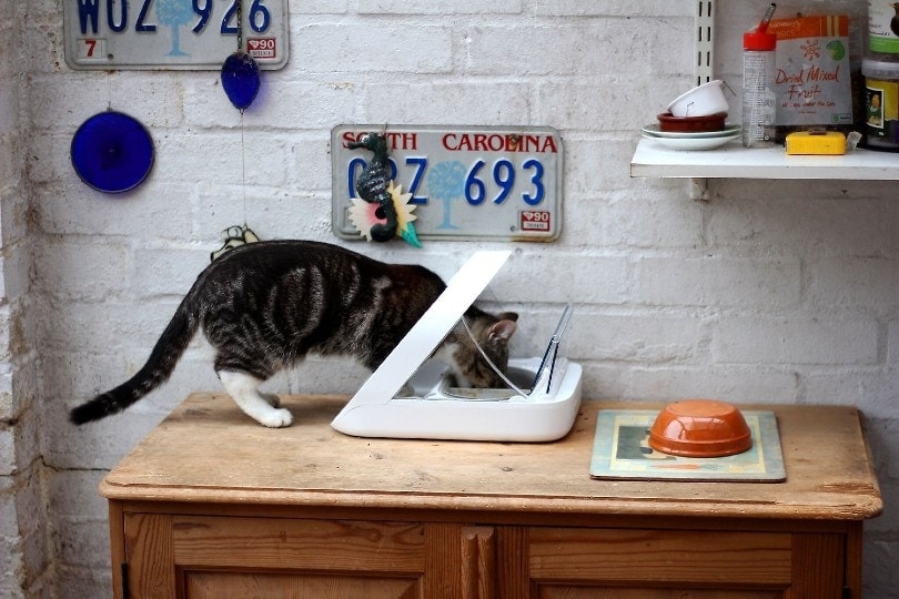 cat eating food from automatic dispenser on top of table