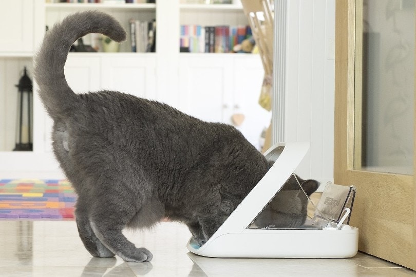 cat eating food from automatic dispenser