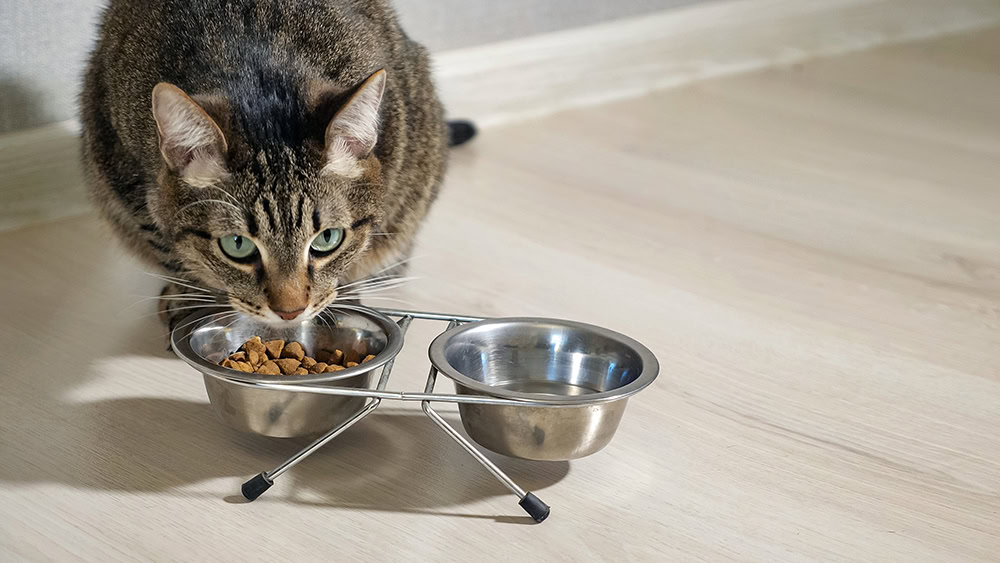 cat eating from stainless bowl