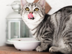 best cat food for stinky poop