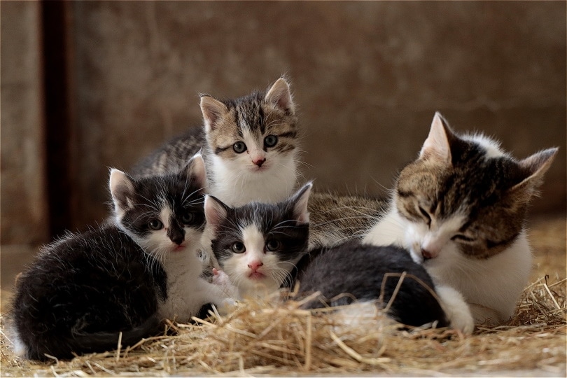 cat family