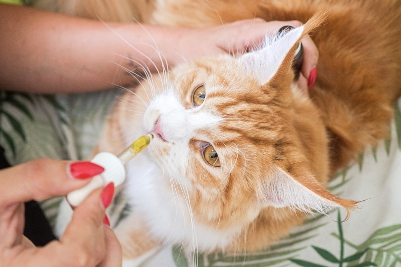 cat given CBD oil drops