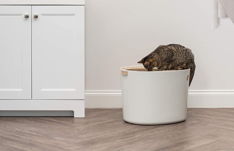 top access litter box