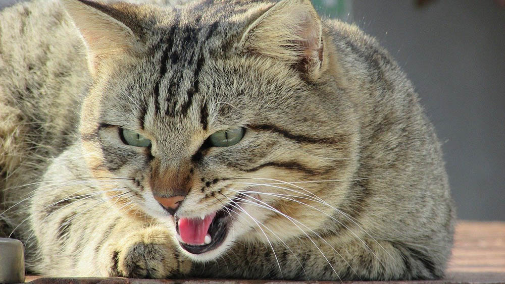 cat growling close up