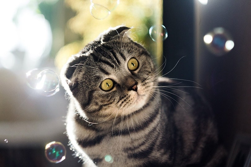 cat head tilting while looking at the bubbles