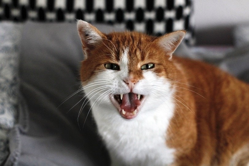 Why Do Cats Hiss at Kittens? A Veterinarian Explains