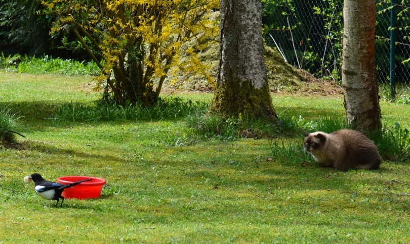 Gato acechando un ave cerca de un balde rojo.