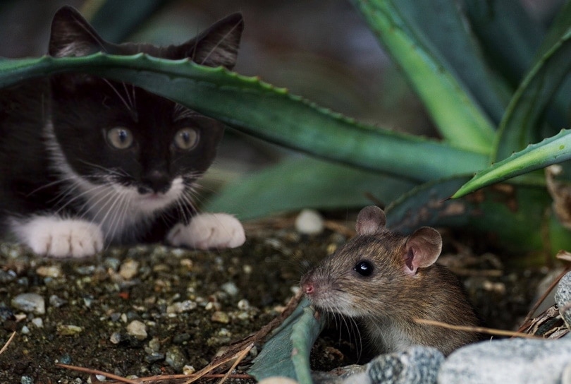 cat hunting rodent