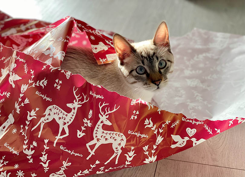 cat in a wrapping paper