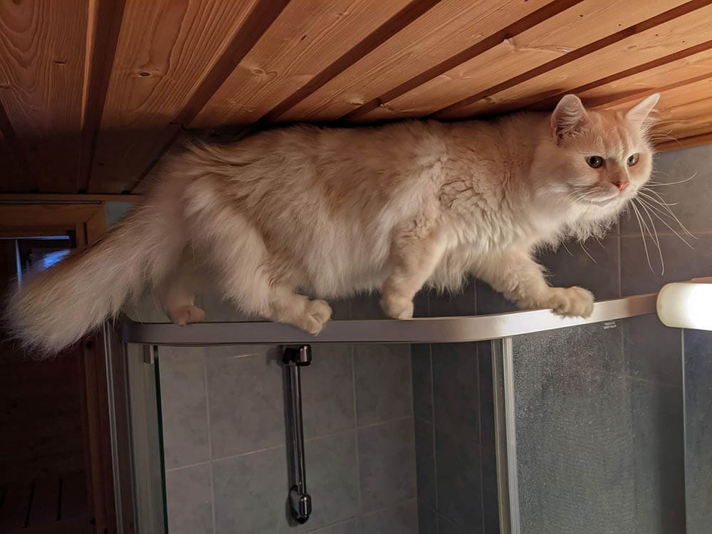 cat in the bathroom