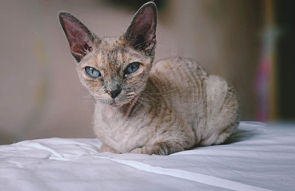 cat in the bed