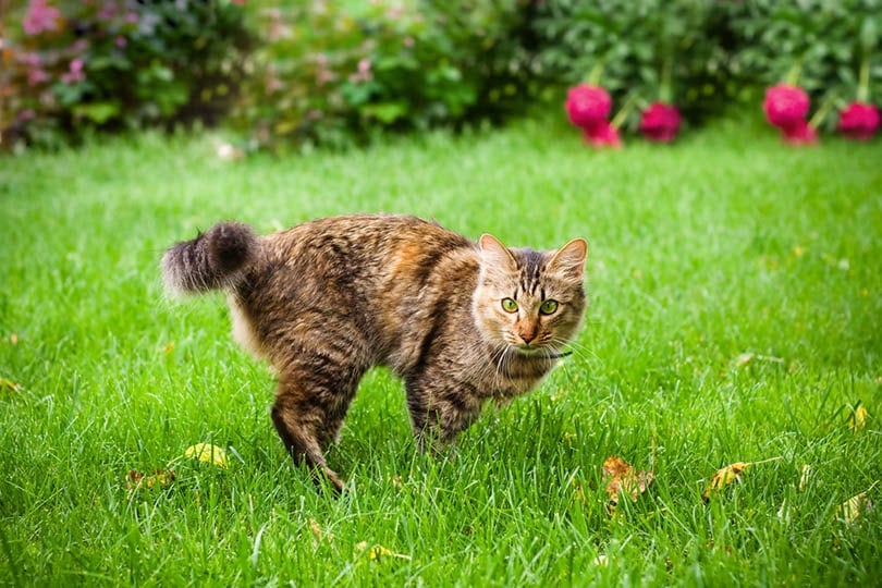 Why Do Cats Run Sideways?  