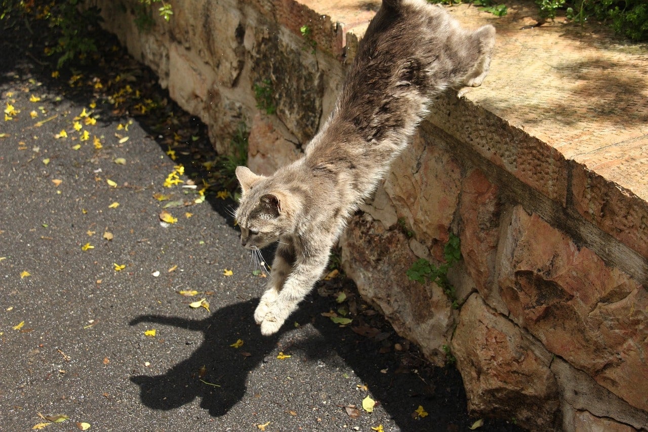 cat jumps from the wall