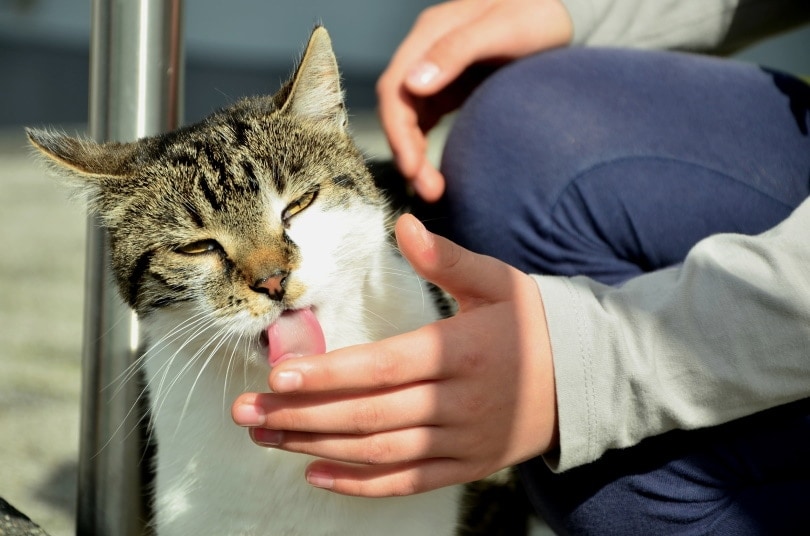 cat licking a mans fingers