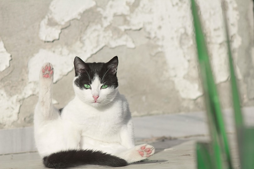 cat licking itself