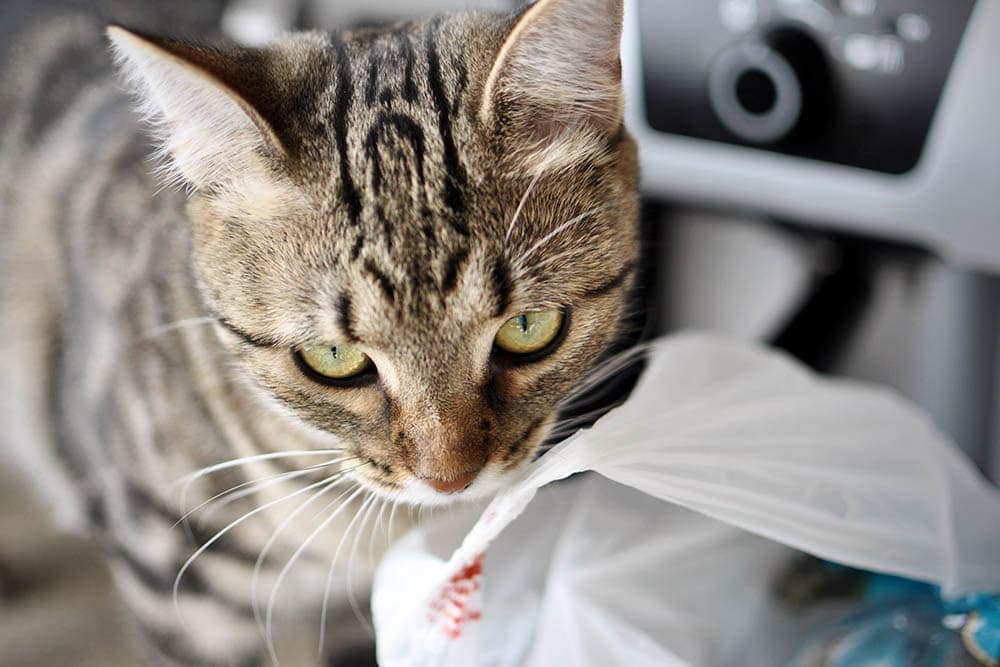 cat licking plastic