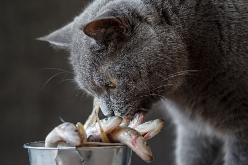 Gato gris oliendo pescado.