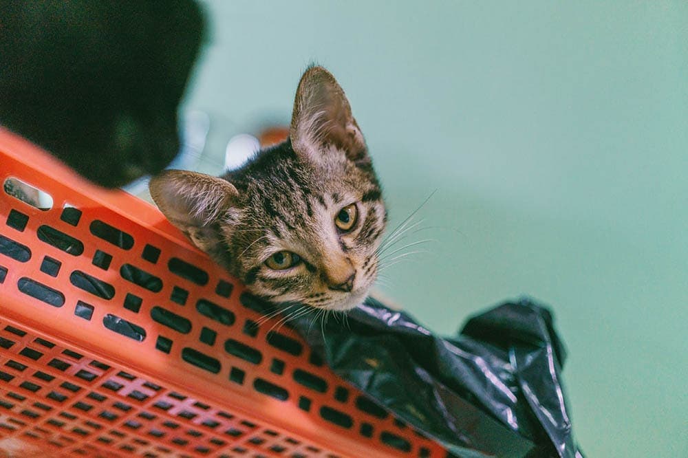 cat lying in plastic