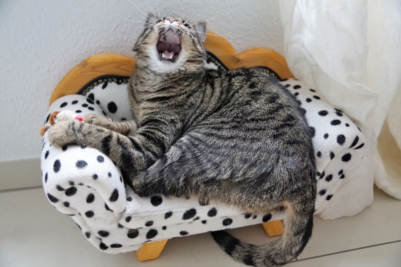 cat lying on cat bed