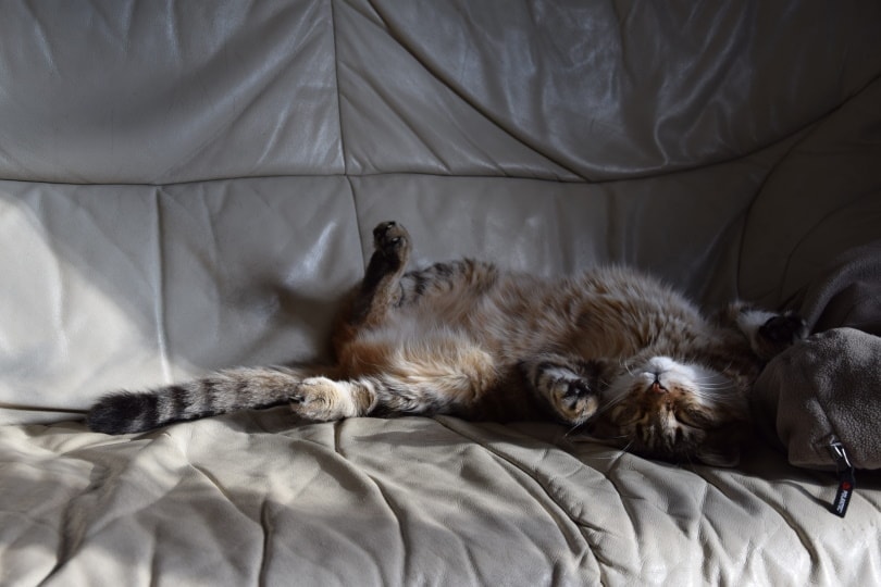 cat lying on the couch