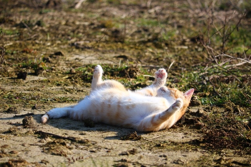 cat lying on the ground