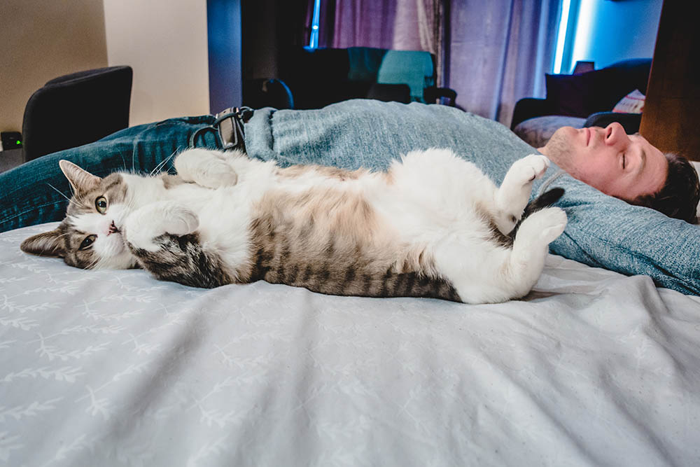 cat lying butt near person's face