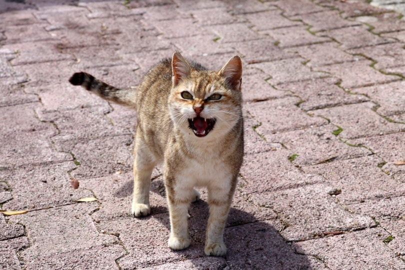 cat meowing outdoor