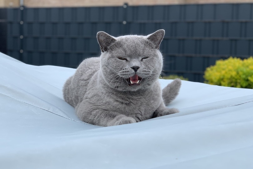 cat meowing cat meowing